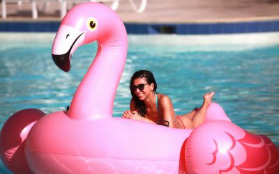 flamingo-3654498_1280