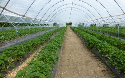 greenhouse-395492_1280