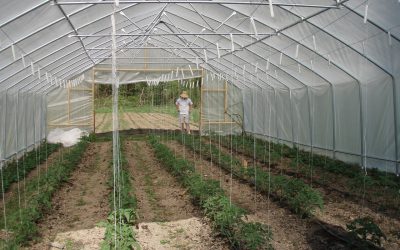 greenhouse-425782_1280